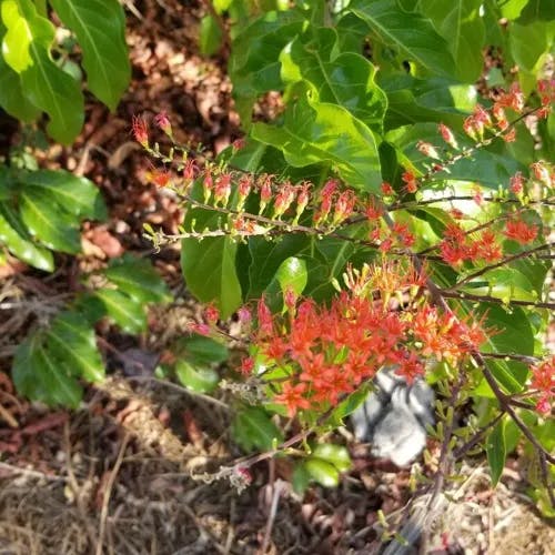 Flame vine (Combretum coccineum)-i