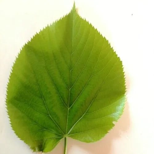 ナツボダイジュ（夏菩提樹） (Tilia platyphyllos)-i