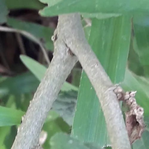 Common wireweed (Sida acuta)-i