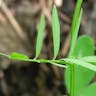 カスマグサ（かすま草） (Vicia tetrasperma)-i