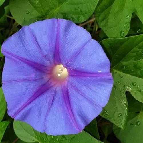 マルバアサガオ（丸葉朝顔） (Ipomoea purpurea)-i