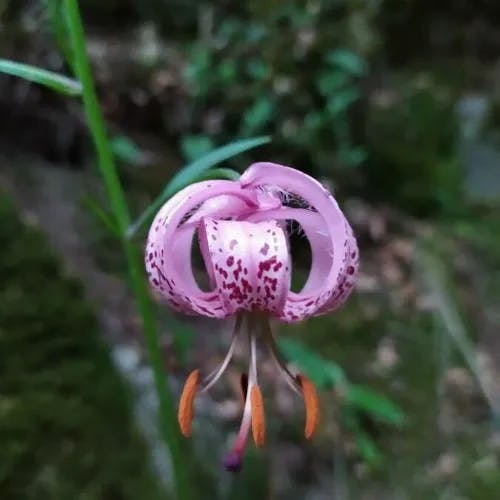 マルタゴンリリー (Lilium martagon)-i