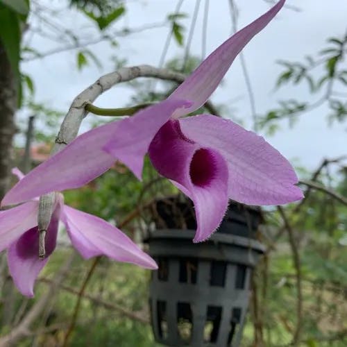 Unscented dendrobium (Dendrobium anosmum)-i