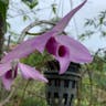 Unscented dendrobium (Dendrobium anosmum)-i