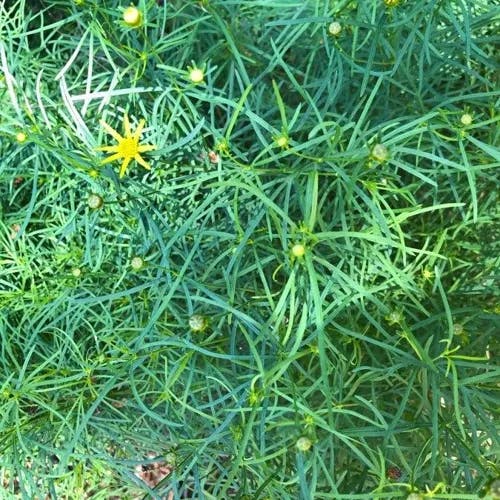 Prairie coreopsis (Coreopsis palmata)-i