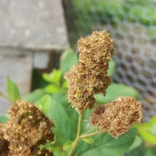 Steeplebush (Spiraea douglasii)-i