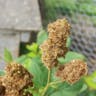 Steeplebush (Spiraea douglasii)-i