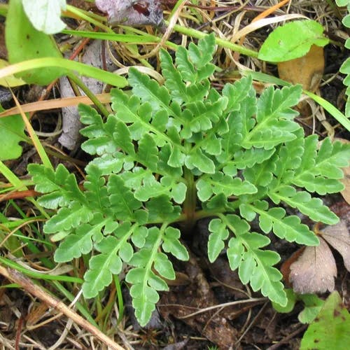 ヤマハナワラビ（山花蕨） (Botrychium multifidum)-i