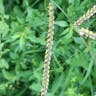 シマスズメノヒエ（縞雀稗） (Paspalum dilatatum)-i