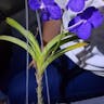 ヒスイラン（翡翠蘭） (Vanda coerulea)-i