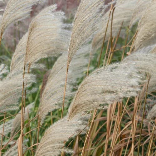 カリヤスモドキ（刈安擬） (Miscanthus oligostachyus)-i