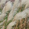 カリヤスモドキ（刈安擬） (Miscanthus oligostachyus)-i