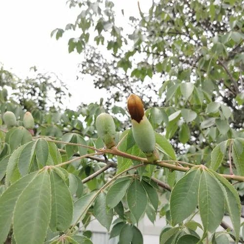 Pochote (Ceiba aesculifolia)-i