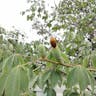 Pochote (Ceiba aesculifolia)-i