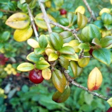 Chilean-guava