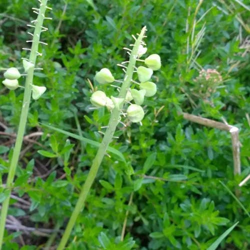 ルリムスカリ（瑠璃ムスカリ） (Muscari botryoides)-i