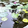 アカバナスイレン（赤花睡蓮） (Nymphaea rubra)-i