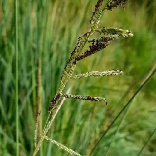 タチスズメノヒエ（立雀稗） (Paspalum urvillei)-i