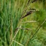 タチスズメノヒエ（立雀稗） (Paspalum urvillei)-i