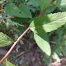 Japanese spiraea (Spiraea japonica)-i