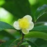 チャノキ（茶の木） (Camellia sinensis)-i