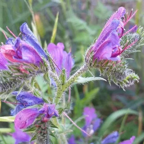 シベナガムラサキ（蕊長紫） (Echium vulgare)-i