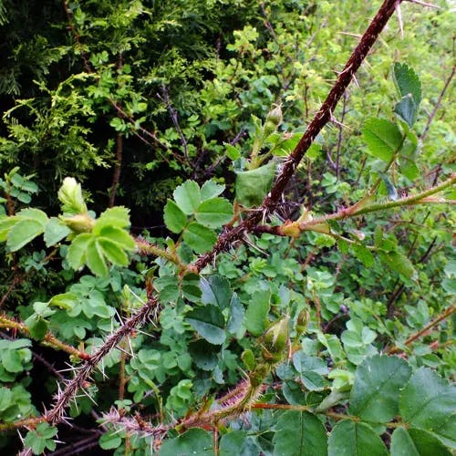 Burnet rose (Rosa spinosissima)-i