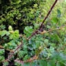 Burnet rose (Rosa spinosissima)-i