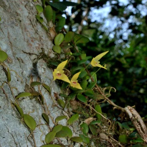 マメヅタラン（豆蔦蘭） (Bulbophyllum drymoglossum)-i