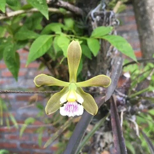 Florida butterfly orchid (Encyclia tampensis)-i