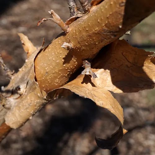 フジキ（藤木） (Cladrastis platycarpa)-i