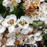 Chinese hawthorn (Crataegus cuneata)-i