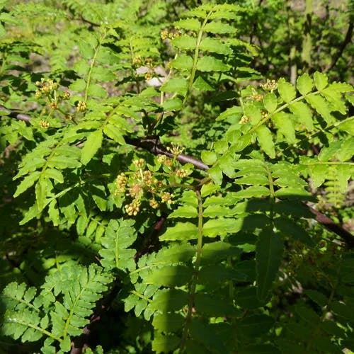 サンショウ（山椒） (Zanthoxylum piperitum)-i