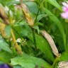 セキチク（石竹） (Dianthus chinensis)-i