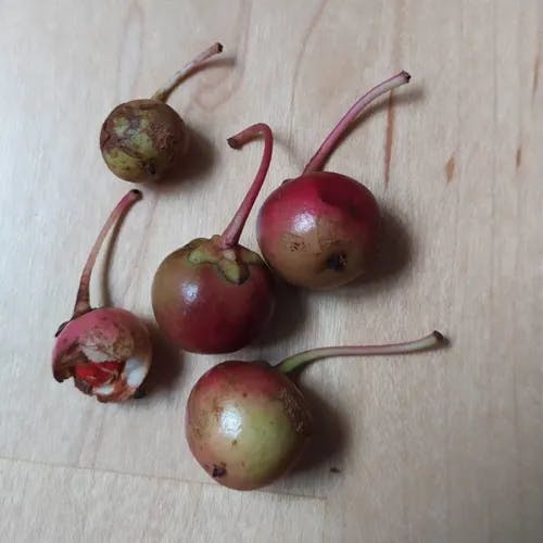 Japanese ternstroemia (Ternstroemia gymnanthera)-i