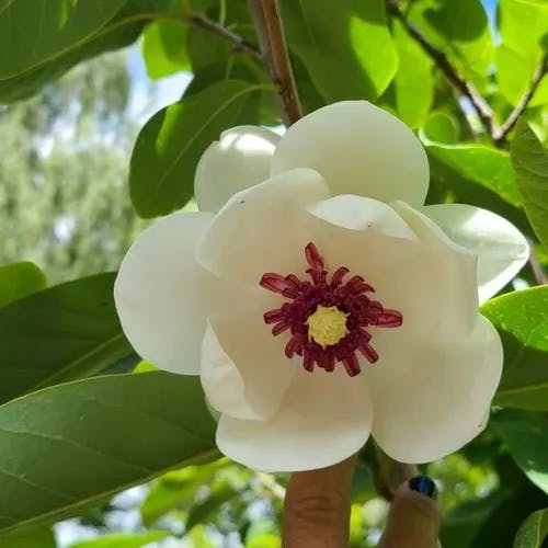 Oyama magnolia (Magnolia sieboldii)-i