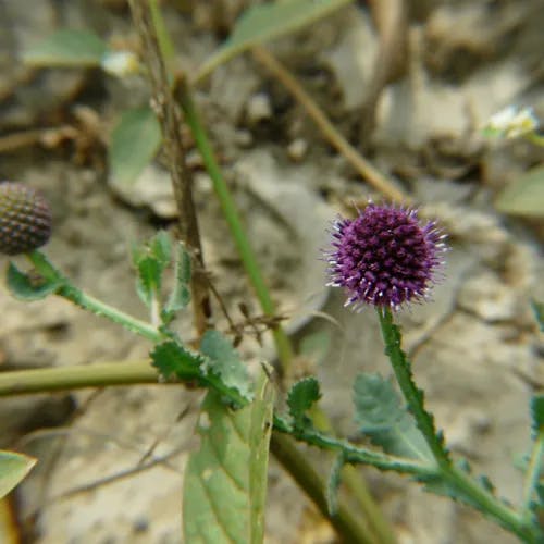 コヨメナ（小嫁菜） (Aster indicus)-i