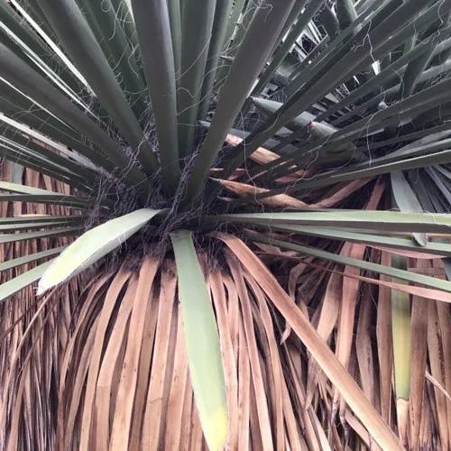 Spanish dagger (Yucca faxoniana)-i