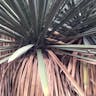 Spanish dagger (Yucca faxoniana)-i