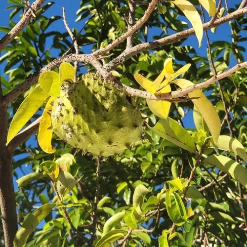 トゲバンレイシ（刺蕃茘枝） (Annona muricata)-i