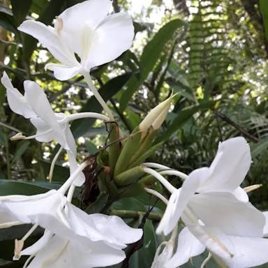 ハナシュクシャ（花縮紗）