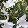 ハナシュクシャ（花縮紗） (Hedychium coronarium)-i