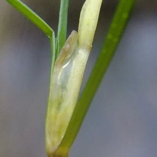 イトクズモ（糸葛藻） (Zannichellia palustris)-i