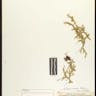 ヒバゴケ（檜苔） (Selaginella boninensis)-i