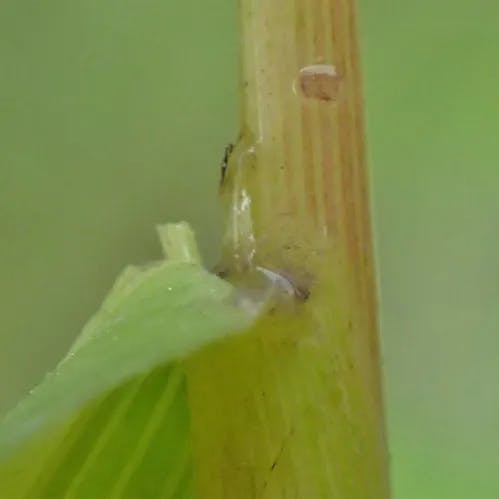 エゾノサヤヌカグサ（蝦夷鞘糠草） (Leersia oryzoides)-i