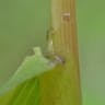 エゾノサヤヌカグサ（蝦夷鞘糠草） (Leersia oryzoides)-i