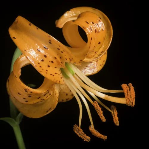 クルマユリ（車百合） (Lilium medeoloides)-i