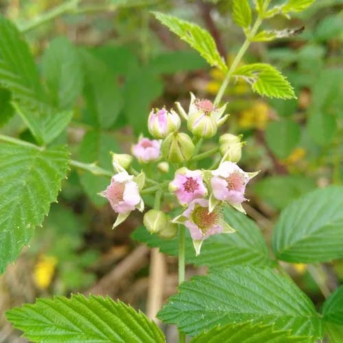 トックリイチゴ（徳利苺） (Rubus coreanus)-i