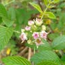 トックリイチゴ（徳利苺） (Rubus coreanus)-i