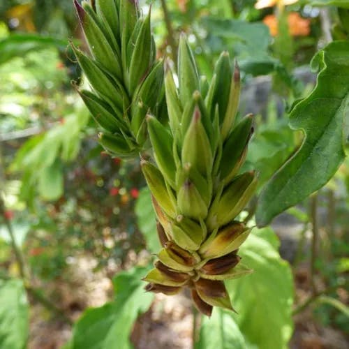 Firecracker-flower (Crossandra infundibuliformis)-i